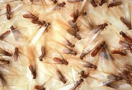 la sciamatura delle termiti