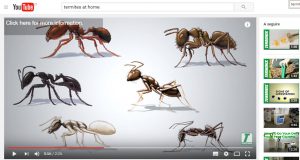 gli attacchi delle formiche