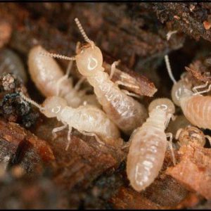 Cosa sono le termiti cenni di biologia termiti romani pest control Termiti del legno