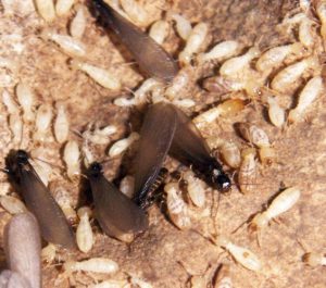Cosa sono le termiti cenni di biologia termiti romani pest control Termiti del legno