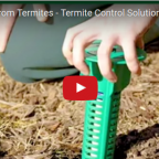 termites