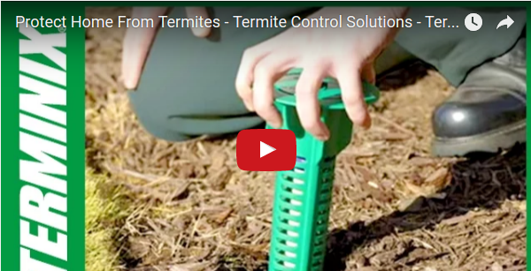 termites